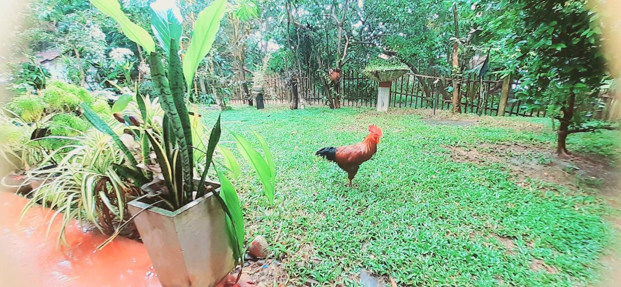 Bamboo Home Stay Hiriketiya Dikwella Exteriör bild