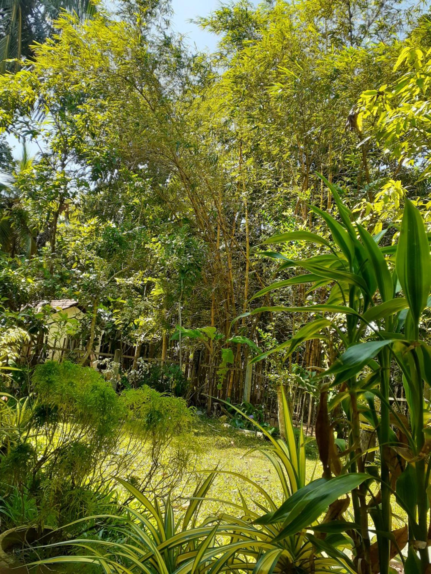 Bamboo Home Stay Hiriketiya Dikwella Exteriör bild